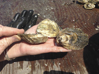 Oysters at Big Island Aquaculture